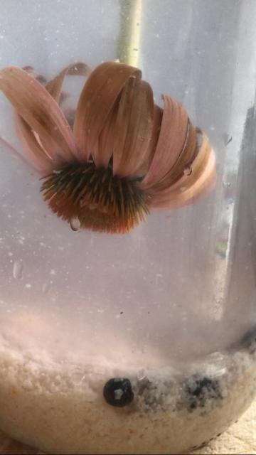 Verweile lustvoll mit uns 